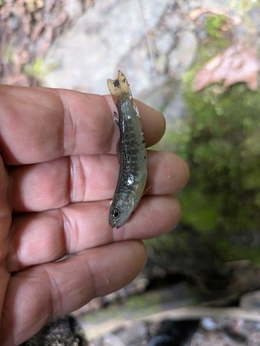 イワナの釣果
