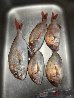 マダイの釣果