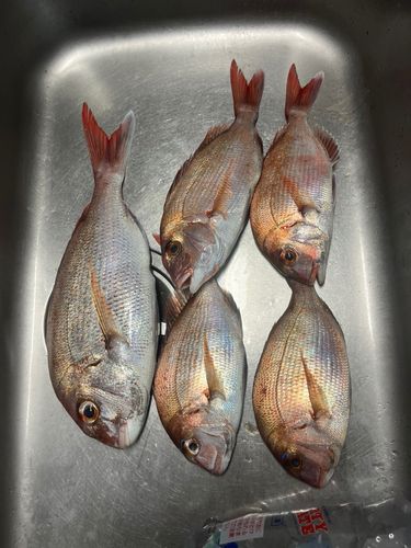 マダイの釣果
