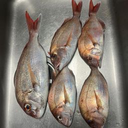 マダイ