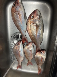 マダイの釣果