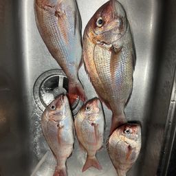 マダイ
