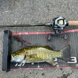 スモールマウスバス