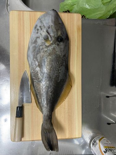 ウスバハギの釣果