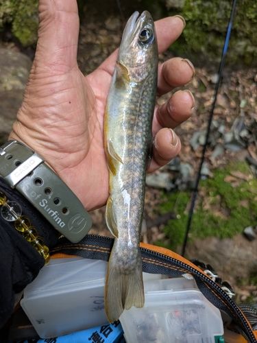 イワナの釣果