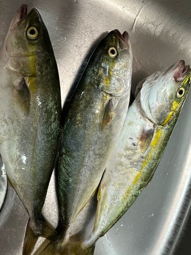 ブリの釣果