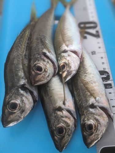 マアジの釣果