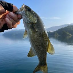 スモールマウスバス