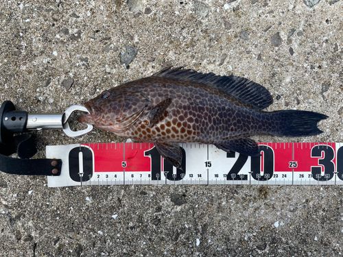 オオモンハタの釣果