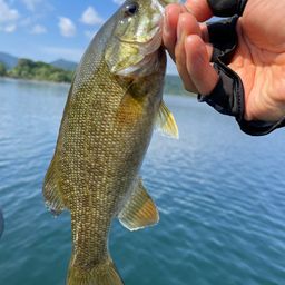 スモールマウスバス