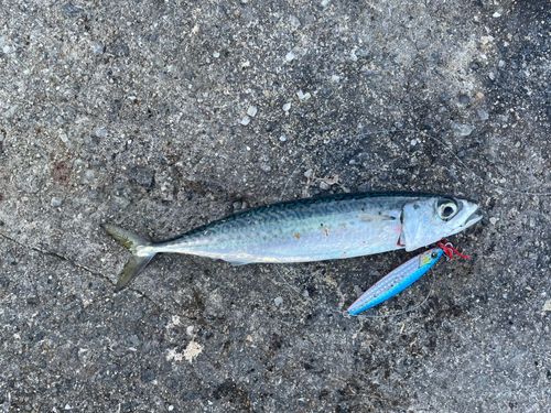 サバの釣果