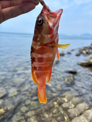アカハタの釣果