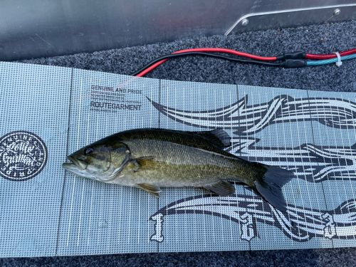 スモールマウスバスの釣果