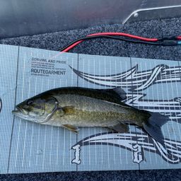 スモールマウスバス