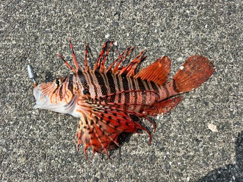 ミノカサゴの釣果