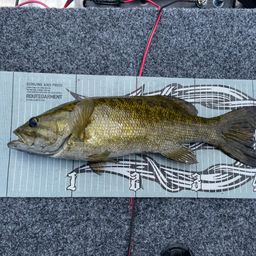 スモールマウスバス