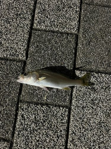 スズキの釣果