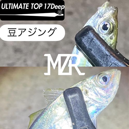マアジの釣果