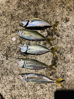 アジの釣果