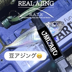 マアジの釣果