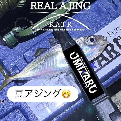 マアジの釣果