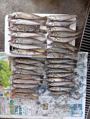 キスの釣果