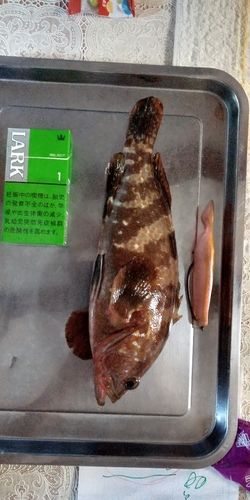 キジハタの釣果