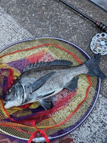 クロダイの釣果