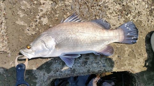 アカメの釣果