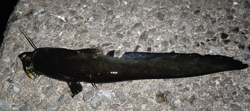 ニホンナマズの釣果