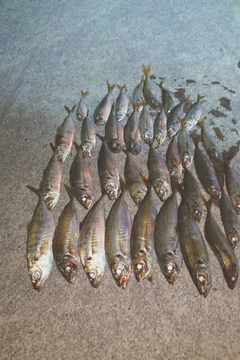 アジの釣果