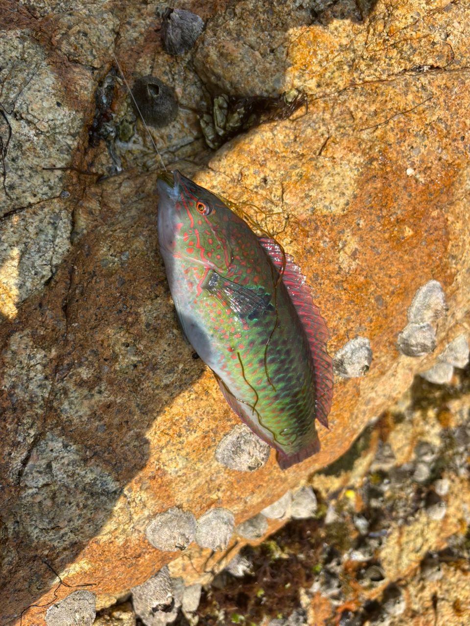 前チンさんの釣果 1枚目の画像