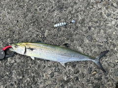サゴシの釣果
