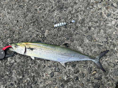 サゴシの釣果
