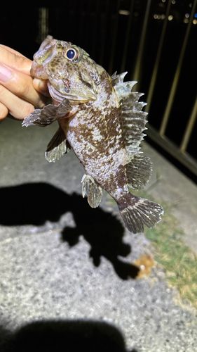 ムラソイの釣果