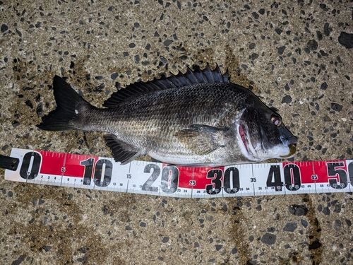 チヌの釣果