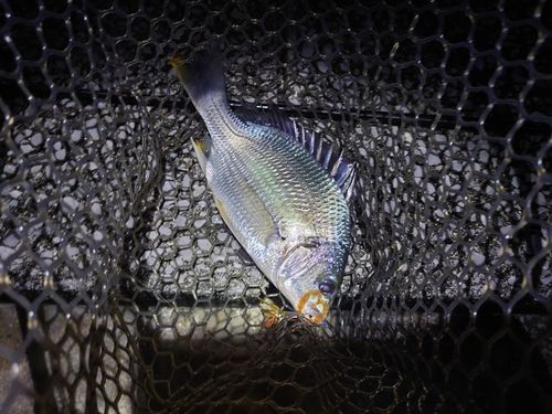 キビレの釣果