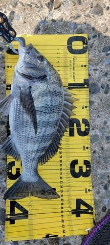 チヌの釣果