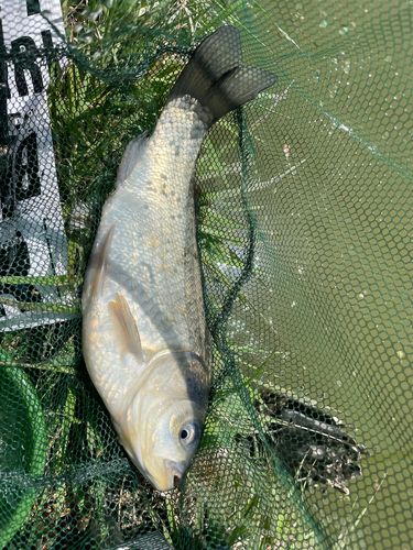ヘラブナの釣果