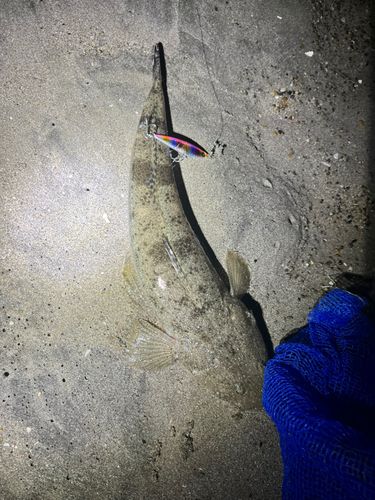 マゴチの釣果