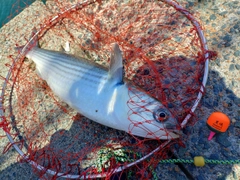 ボラの釣果