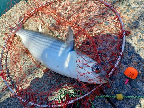 ボラの釣果