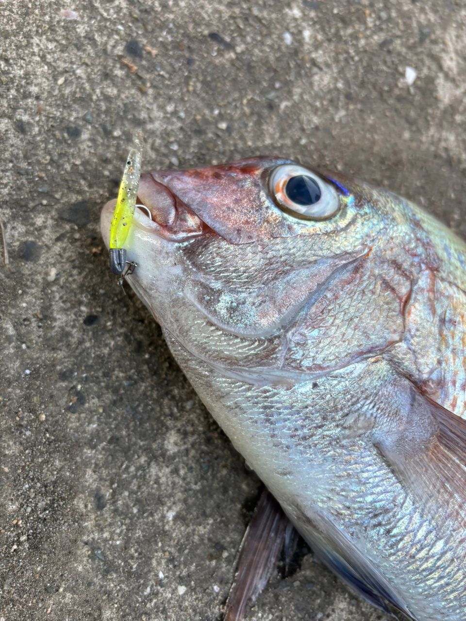 前チンさんの釣果 1枚目の画像