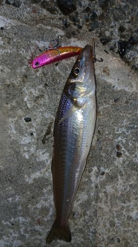 シロギスの釣果