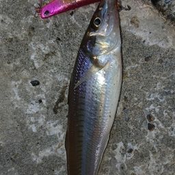 シロギス