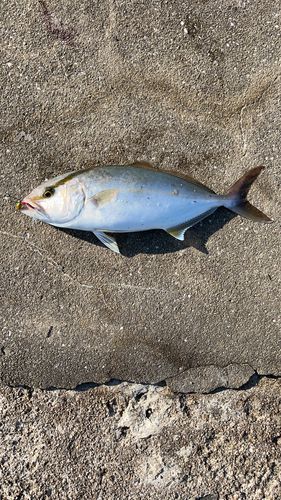 ネリゴの釣果