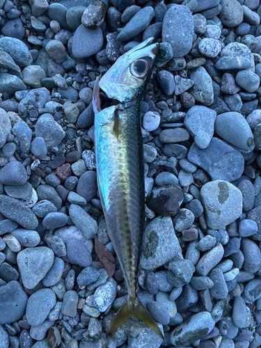 マサバの釣果