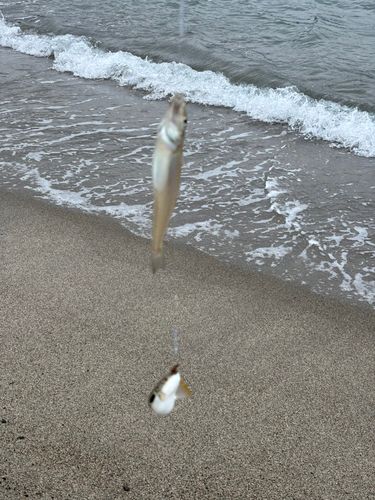 キスの釣果