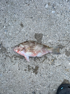 アーガイの釣果