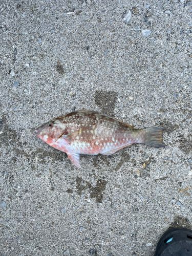 アーガイの釣果